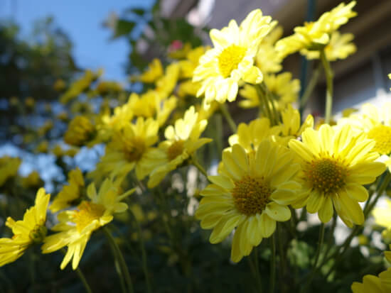 Qx100photos4