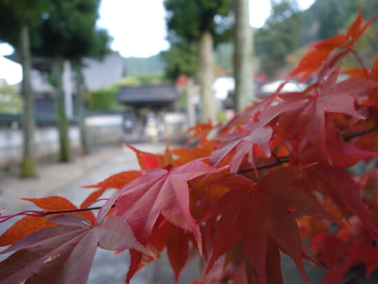Qx100photos5